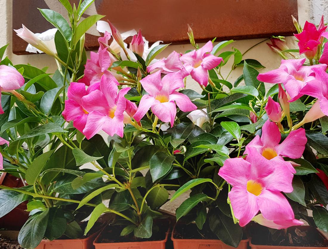 Pink Mandevilla Plant