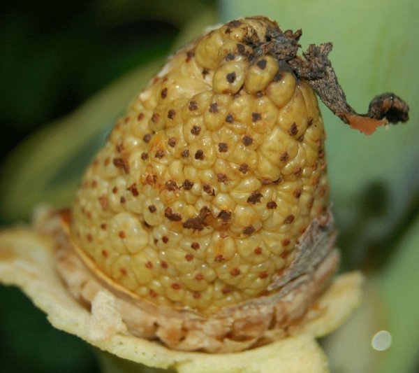 Colocasia Gigantea Seed Pod